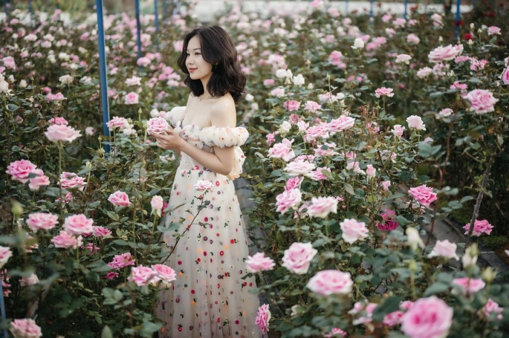 vườn hoa hồng đà lạt, tham quan vườn hoa đà lạt, ý nghĩa của hoa hồng