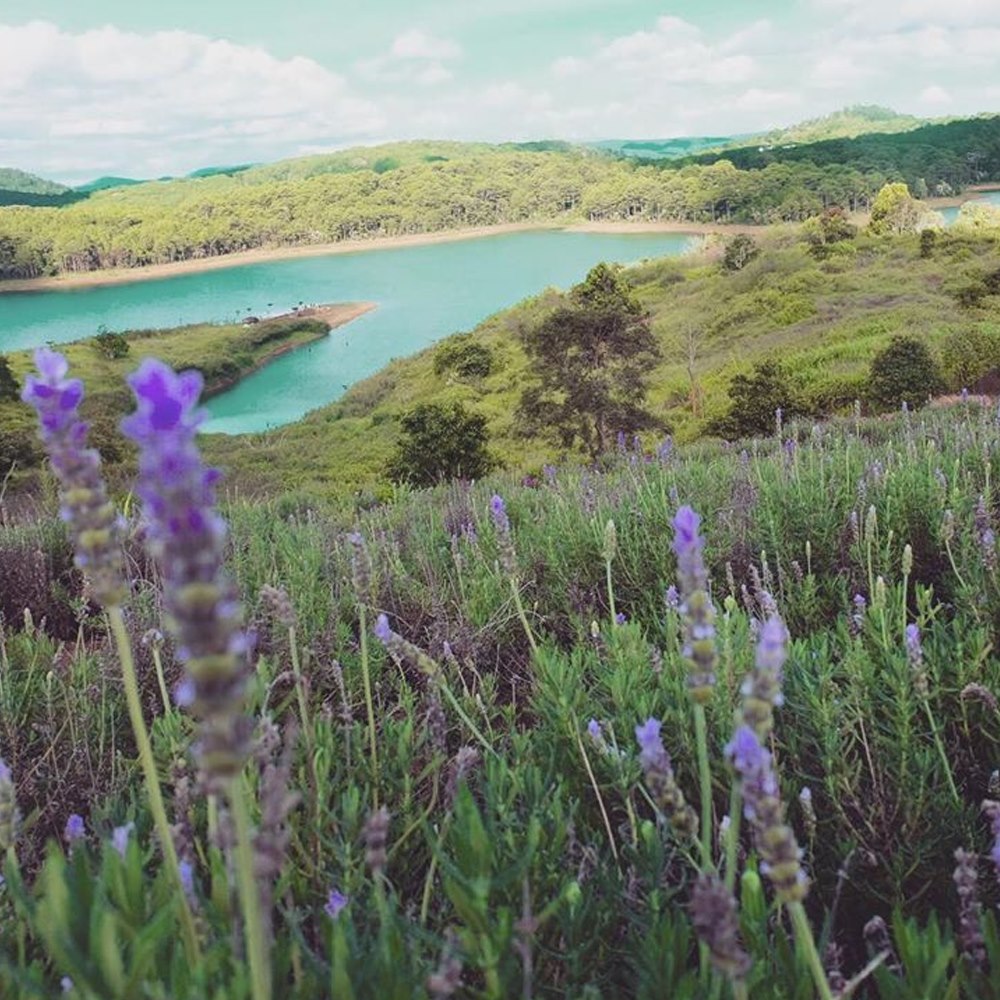 hình ảnh của khu du lịch lavender đà lạt, loài hoa lavender đà lạt