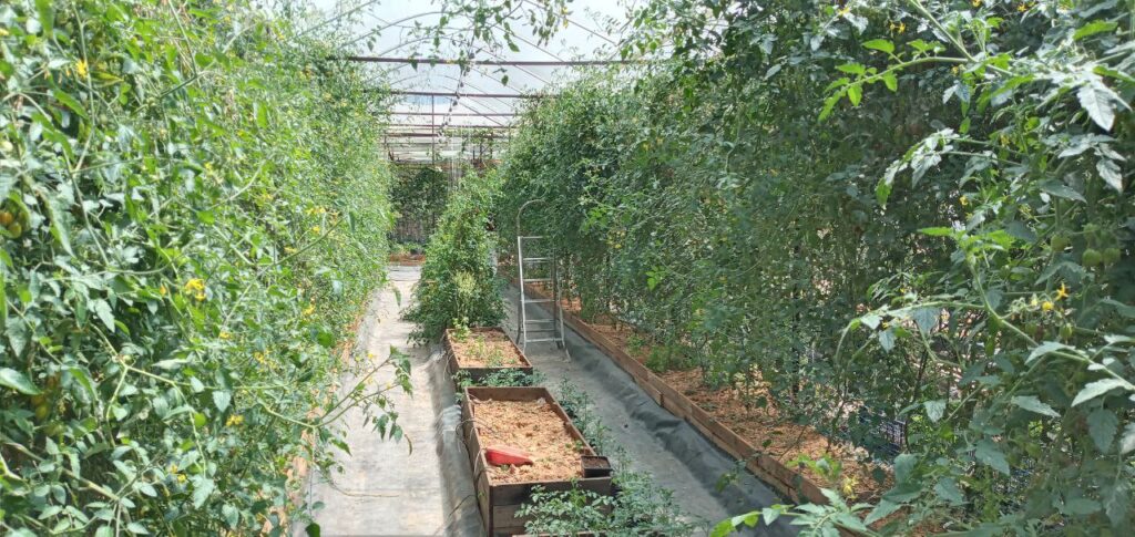 Vườn cà chua sạch, ăn cà chua tại chỗ ở Đà Lạt, mua cà chua sạch